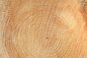 Image showing Woodgrain