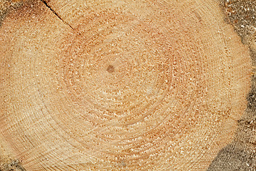 Image showing Woodgrain