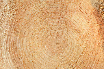 Image showing Woodgrain