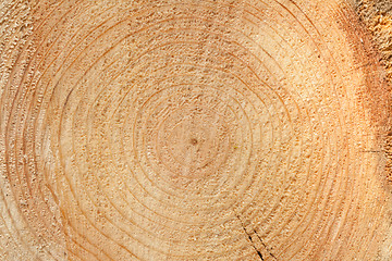 Image showing Woodgrain