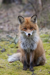 Image showing red fox