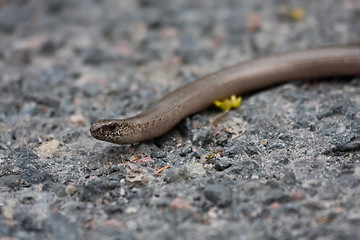 Image showing slow worm