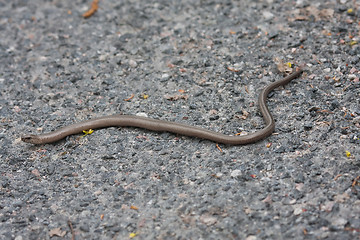 Image showing slow worm