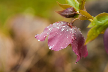 Image showing helleborus