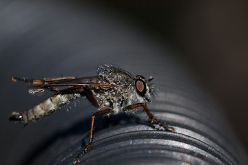 Image showing fly