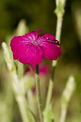 Image showing purple flower