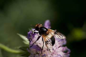 Image showing fly