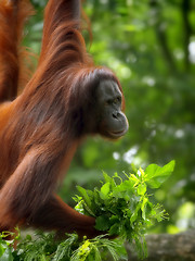 Image showing Borneo Orangutan