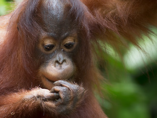 Image showing Borneo Orangutan