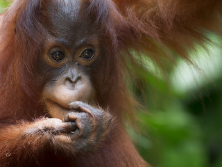 Image showing Borneo Orangutan