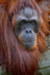 Image showing Borneo Orangutan