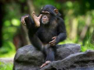 Image showing Common Chimpanzee