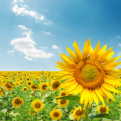 Image showing sunflower closeup on field under blue sky