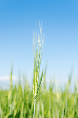 Image showing green spica on field under blue sky