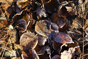 Image showing Brown leaves