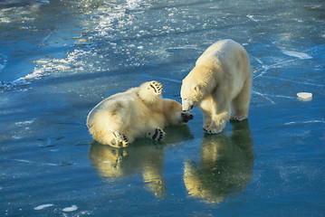 Image showing Polar bears playing