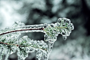 Image showing Frozen branch