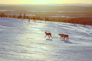 Image showing Reindeers in Finland