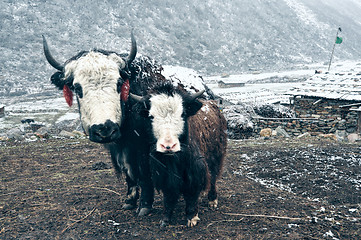 Image showing Yaks in Nepal