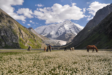 Image showing Tian-Shan in Kyrgyzstan
