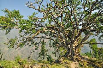 Image showing Old tree