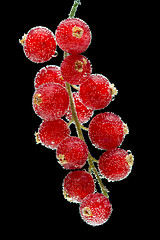 Image showing red currants on a black background
