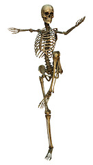 Image showing Human Skeleton