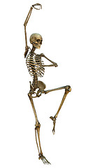 Image showing Human Skeleton