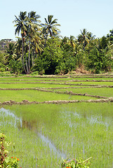 Image showing Green field