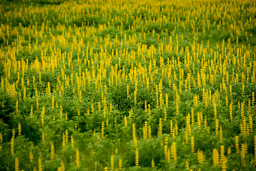 Image showing Flowers in nature