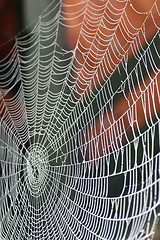 Image showing spiders home