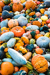 Image showing Pumpkin selection