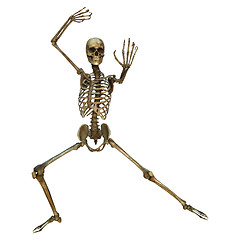 Image showing Human Skeleton