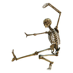 Image showing Human Skeleton