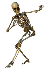 Image showing Human Skeleton