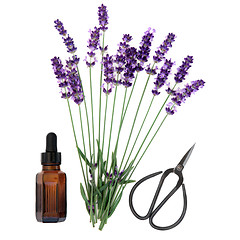Image showing Lavender Herb Essence