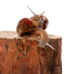 Image showing Three snails on pine tree stump