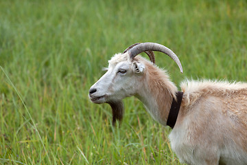 Image showing Green meadow and portrait of goat