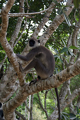 Image showing Male monkey