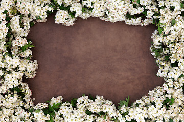 Image showing Hawthorn Blossom Flower Frame