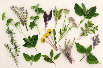 Image showing Herbal Nature Study