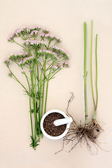 Image showing Valerian Herb