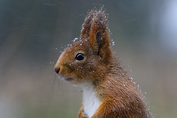 Image showing snow covered