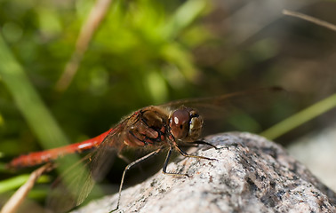 Image showing dragon fly