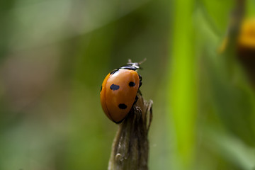 Image showing lady bird