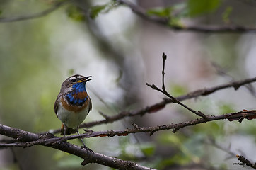 Image showing bluethroat