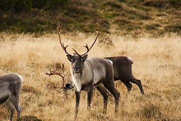 Image showing reindeer bull