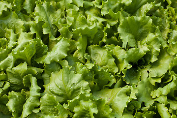 Image showing Lettuce (Lactuca sativa)
