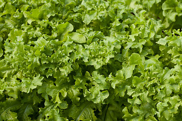 Image showing Lettuce (Lactuca sativa)