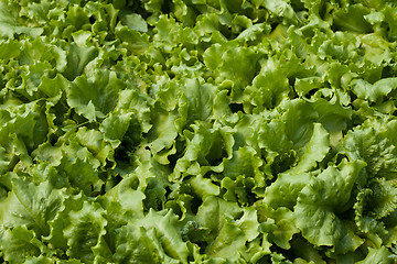 Image showing Lettuce (Lactuca sativa)